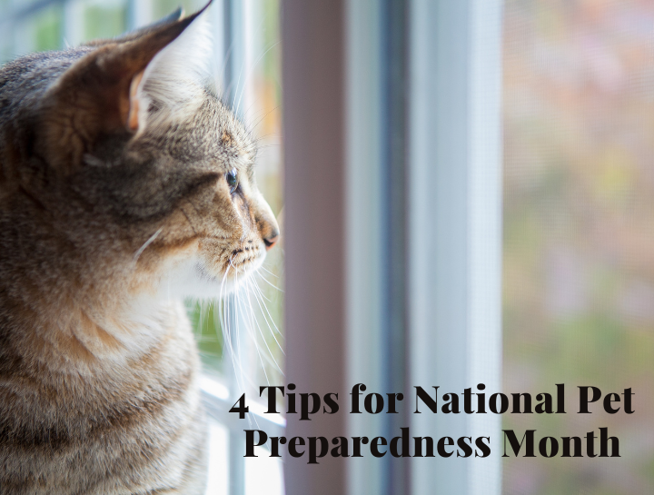 4 Tips for National Pet Preparedness Month
