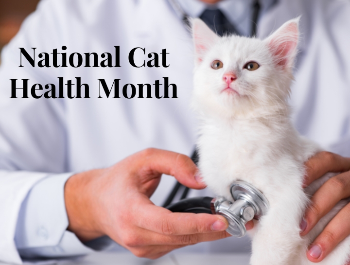 National Cat Health Month