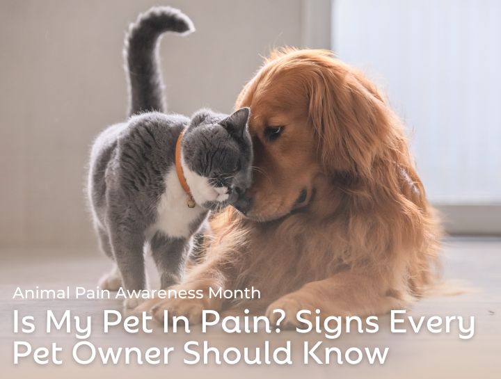 Is My Pet In Pain? Signs Every Pet Owner Should Know