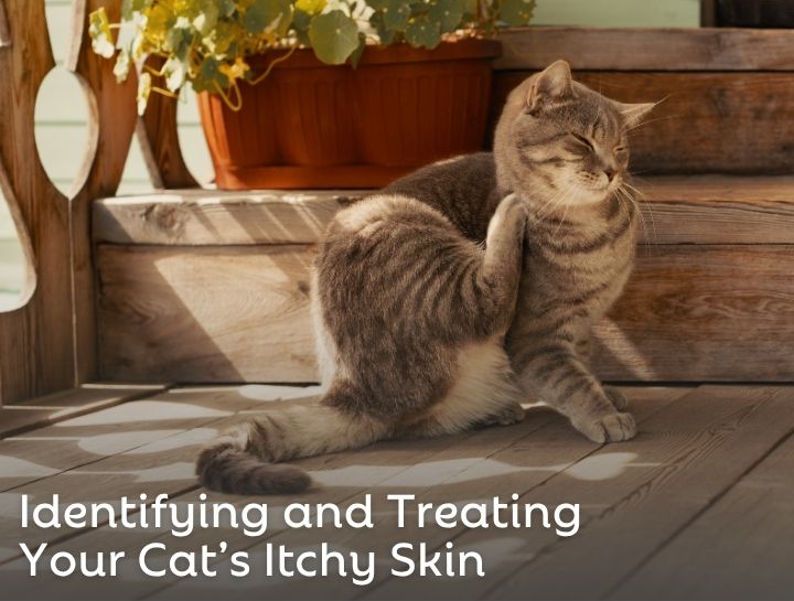 Identifying and Treating Your Cat’s Itchy Skin