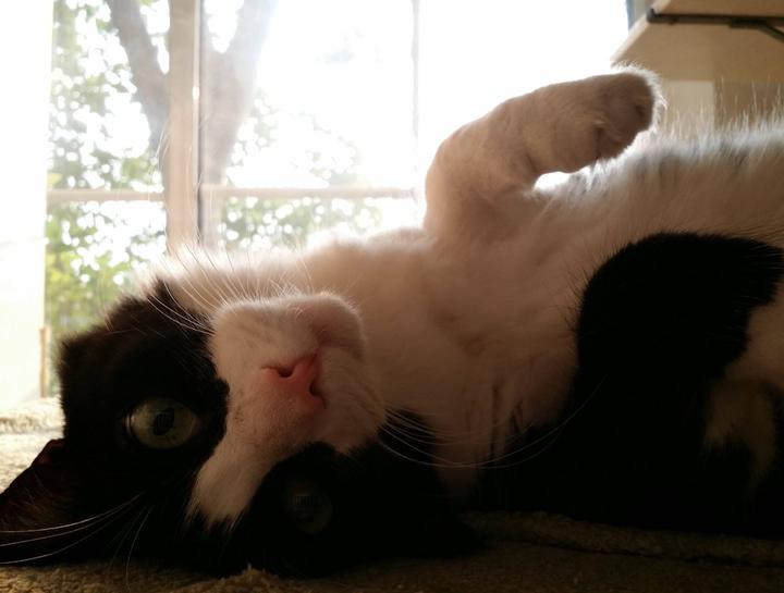 Emergency Veterinary Care