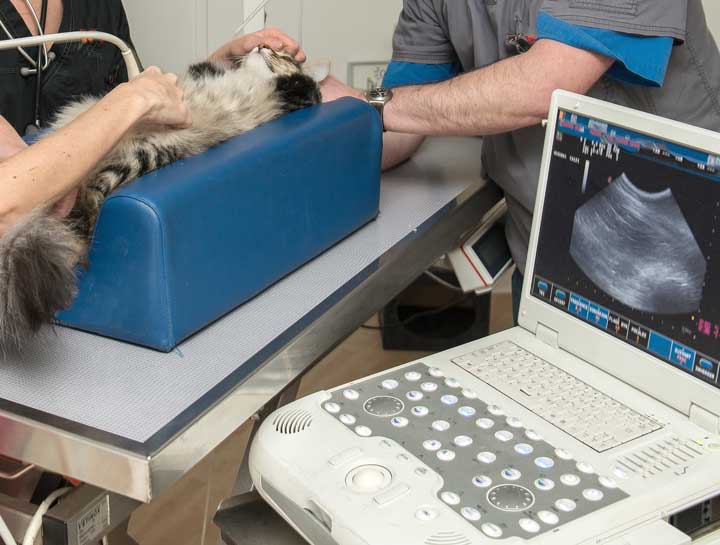 Veterinary Ultrasounds in $city